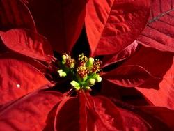 Particolare dei fiori di poinsettia