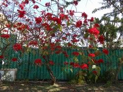 Albero di Poinsettia