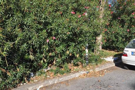 Tante foto per certificare la débacle del Villaggio Olimpico. Dovunque sarebbe stato un quartiere modello, a Roma è una fetecchia clamorosa da vergognarsi