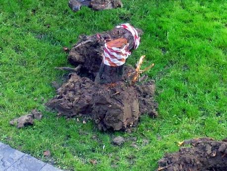 Piazza Grandi e le radici dei pruni