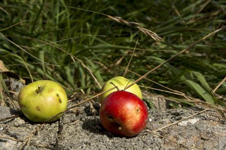 Mangiare senza  glutine in Ciociaria senza glutine-Alatri-Gluten Free Travel and living