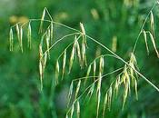 Bromus Ramosus Wild Oat, fiore Bach ambiziosi