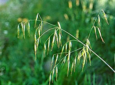 Bromus Ramosus o Wild Oat, il fiore di Bach per gli ambiziosi