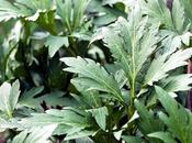 L’erba uccide tumore mezza giornata