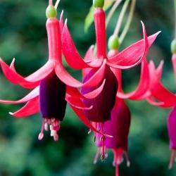 Una pianta di fucsia in un vaso