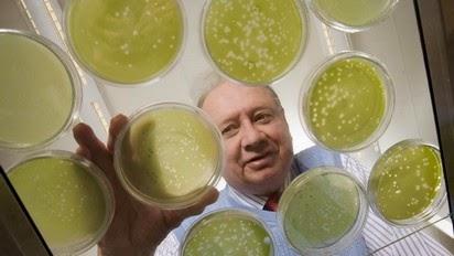 Chlorovirus, il patogeno che sta infettando milioni di persone, proviene dai biocarburtanti