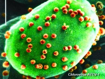 Chlorovirus, il patogeno che sta infettando milioni di persone, proviene dai biocarburtanti