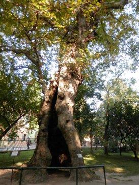 E nel silenzio la strage degli alberi continua.