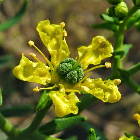 La ruta, per aromatizzare la grappa, di un cataplasma, un decotto e un infuso