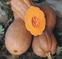 Pan di Zucca