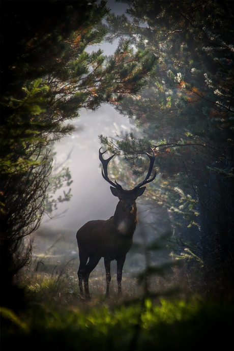 http://denlart.tumblr.com/post/82377695140/brazenbvll-red-deer-stag#.VFn6KktN3FE