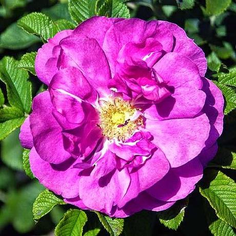 Rosa Canina o Wild Rose, il fiore di Bach per i passeggeri passivi della vita