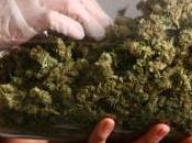 Stati Uniti, vittoria repubblicani liberalizzazione dell’uso cannabis Washington