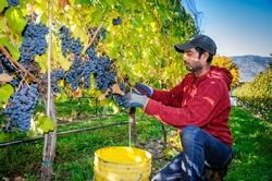 La vendemmia dell'uva in autunno