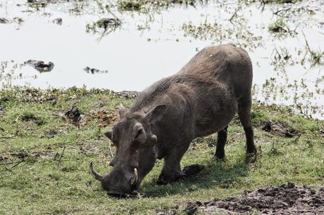 Facocero: il pasto dei leoni