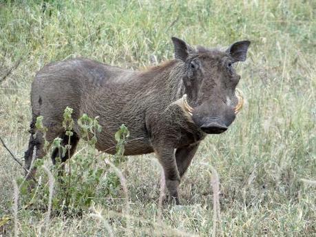 Facocero: il pasto dei leoni