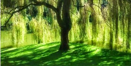 Salix vitellino o Willow, il fiore di Bach per chi è vittima di se stesso
