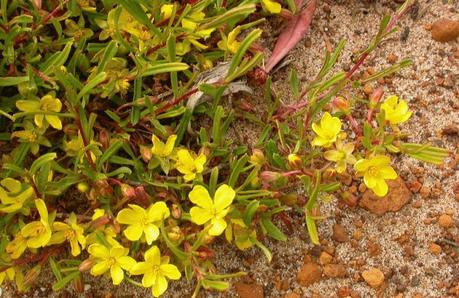 Hibbertia - L'aiuto per l'artrosi e la schiena