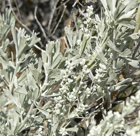 Il Popolo Rosso e l'Artemisia Tridentata