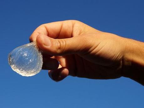“bottiglia” edibile Edible water bottle uses algae to create biodegradable alternative to plastic containers
