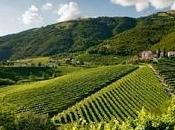 Prosecco millesimato caratteristiche