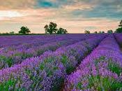 LAVANDA TOSCANA LINEA CORPO prodotti!