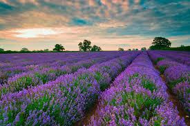 LAVANDA DI TOSCANA LINEA CORPO due bei prodotti!