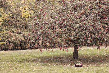 Ispirazioni ! Un melo in giardino e le mele in casa! shabby&countrylife.blogspot.it