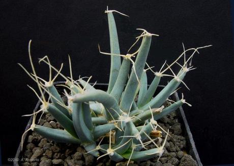 Leuchtenbergia – Genere appartenente alla famiglia delle Cactaceae che comprende una sola specie: la Leuchtenbergia principis. Il suo nome pare derivi da Eugene de Beauharnais (1781 - 1824) o da Joseph de Beauharnais, duchi di Leuchtenberg, senza che tuttavia nessuno dei due avesse particolare fama di botanico.  Pianta originaria del Messico, la Leuchtenbergia ha grosse radici dalle quali si apre una rosetta di lunghi rigidi tubercoli a sezione triangolare simili a quelli dell'Agave che hanno all'apice un'areola da cui si apre a sua volta una rosetta di circa 8 spine di consistenza cartacea con una centrale più lunga. Quando i tubercoli basali seccano, lo staccarsi degli stessi dà vita ad un breve fusto.  Il fiore della Leuchtenbergia è imbutiforme e con molti petali; nasce dalle areole dei tubercoli giovani posti al centro della pianta ed ha un colore giallo con petali a volte rossastri all'esterno e un leggero profumo.  La Leuchtenbergia ha delle affinità genetiche piuttosto marcate con i Ferocactus, e sono state prodotte negli ultimi anni forme ibride tra i due generi (Ferobergia).