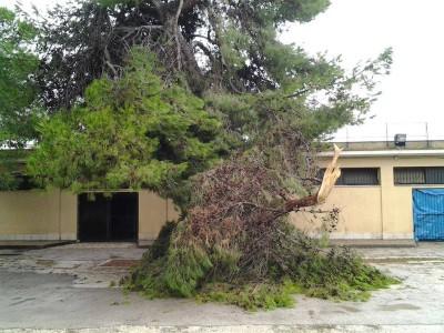 albero-campo-scuola