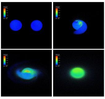 L'immagine illustra quattro momenti del processo di merging due stelle di neutroni di un sistema binario. Il periodo della simulazione copre solamente 0,02 secondi durante il quale le stelle si avvicinano rapidamente a causa dell'emissione di onde gravitazionali (in alto a sinistra), collidono (in alto a destra), fanno il merging (in basso a sinistra) e poi formano una stella di neutroni super massiccia (in basso a destra), circondata da un alone molto tenue di gas ad alta temperatura. In falsi colori sonoo rappresentati i valori della temperatura che vanno da circa 15 miliardi di gradi (blu) fino a 30-40 miliardi di gradi (verde). Credit: A. Bauswein et al. / Rechenzentrum Garching (RZG) e the Leibniz-Rechenzentrum Garching (LRZ)