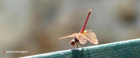 libellula copy