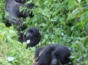 Storia Ndakasi, figlia gorilla ranger Virunga