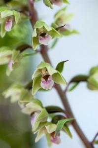 Elleborina purpurea, una specie molto rara in Italia scoperta nel vastese. Foto di Daniele Mauro