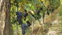 Coltivazioni di viti in Piemonte