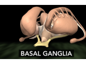 Nuclei Della Base