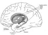 Nuclei Della Base