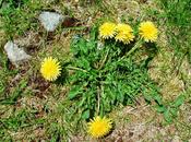 Tarassaco, amaro ricava ricetta boccioli all'aceto