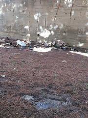 Segnalazione: “Il cortile della Scuola materna Boccaccio tra rifiuti e aghi di pino”