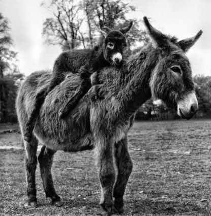 Mettere a lettiera, mettere la cesta in capo, mettere l'asino a cavallo, mettici un toppino | Parole e verbi in disuso