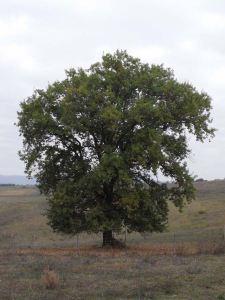 Albero di quercia