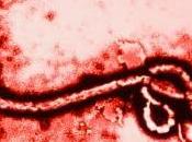 Virus ebola, made usa?