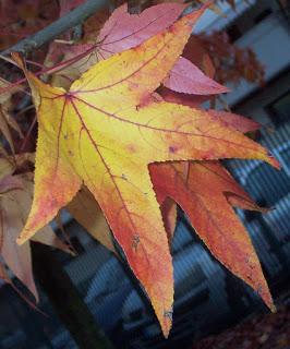 collo autunnale e foglie al vento