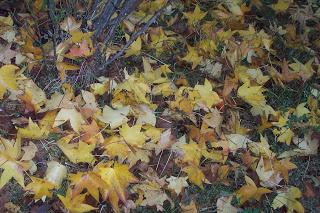collo autunnale e foglie al vento