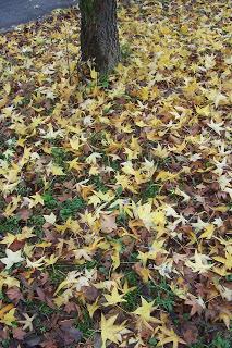 collo autunnale e foglie al vento