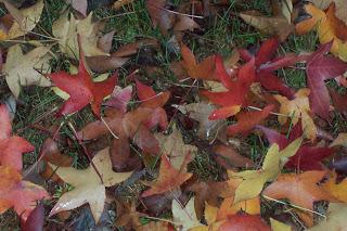 collo autunnale e foglie al vento