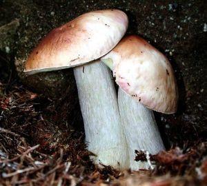 Boletus edulis