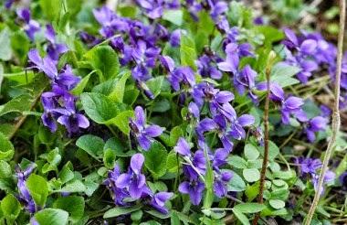 Viola mammola, tè, sciroppo, decotto e un sale aromatico