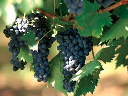 Confettura d'uva Montepulciano D'Abruzzo per l'Italia nel Piatto