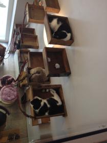 Bere un tè ai cat café di Torino